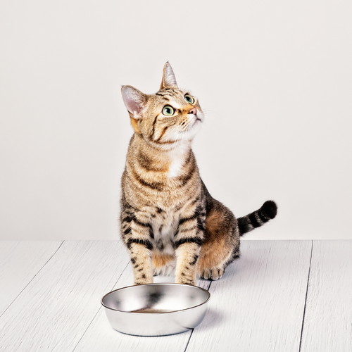 My Cat Is Not Eating: An Owner's Guide to Fussy Eating Cats