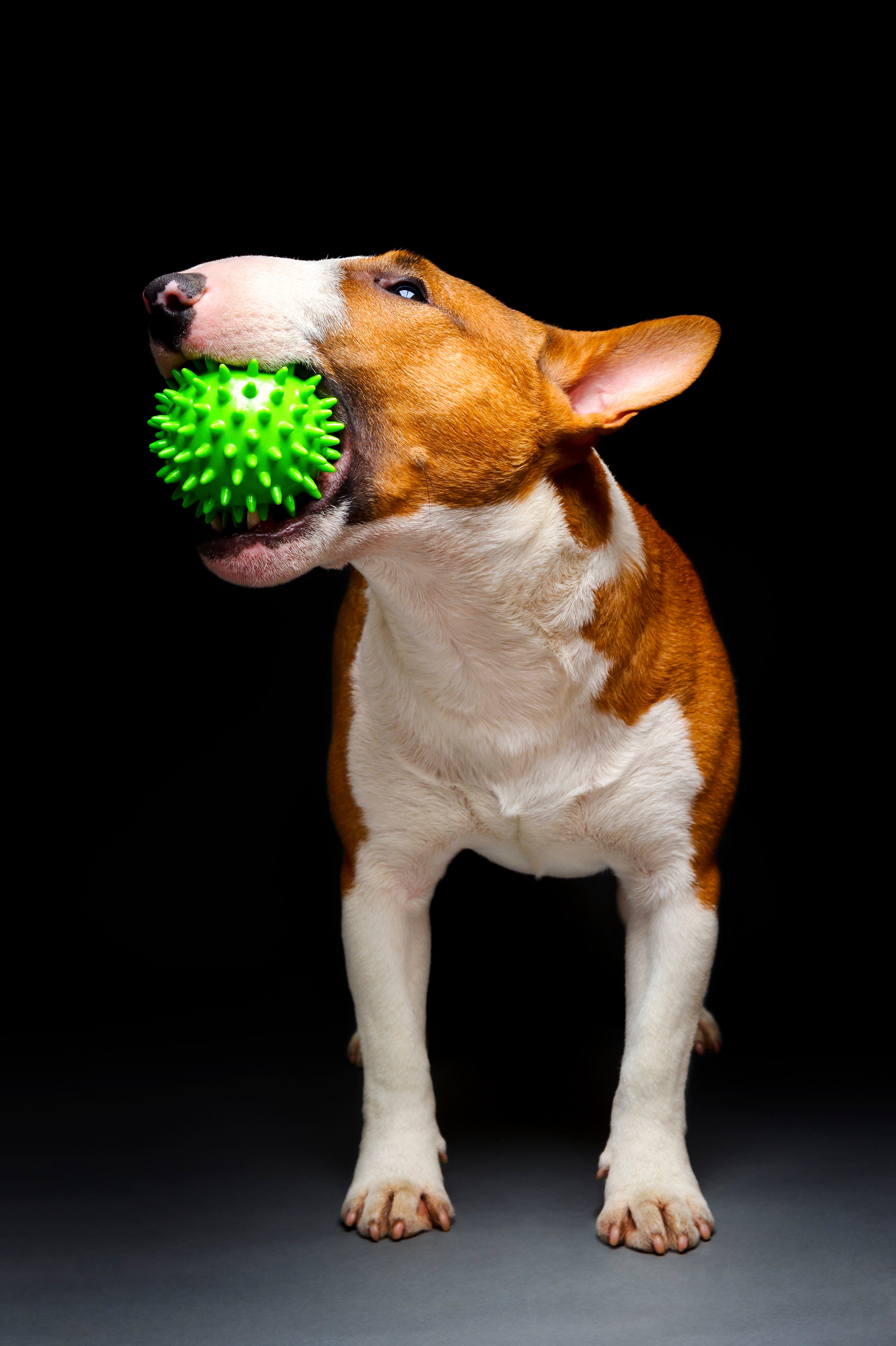 Kibble does not clean your dog’s teeth