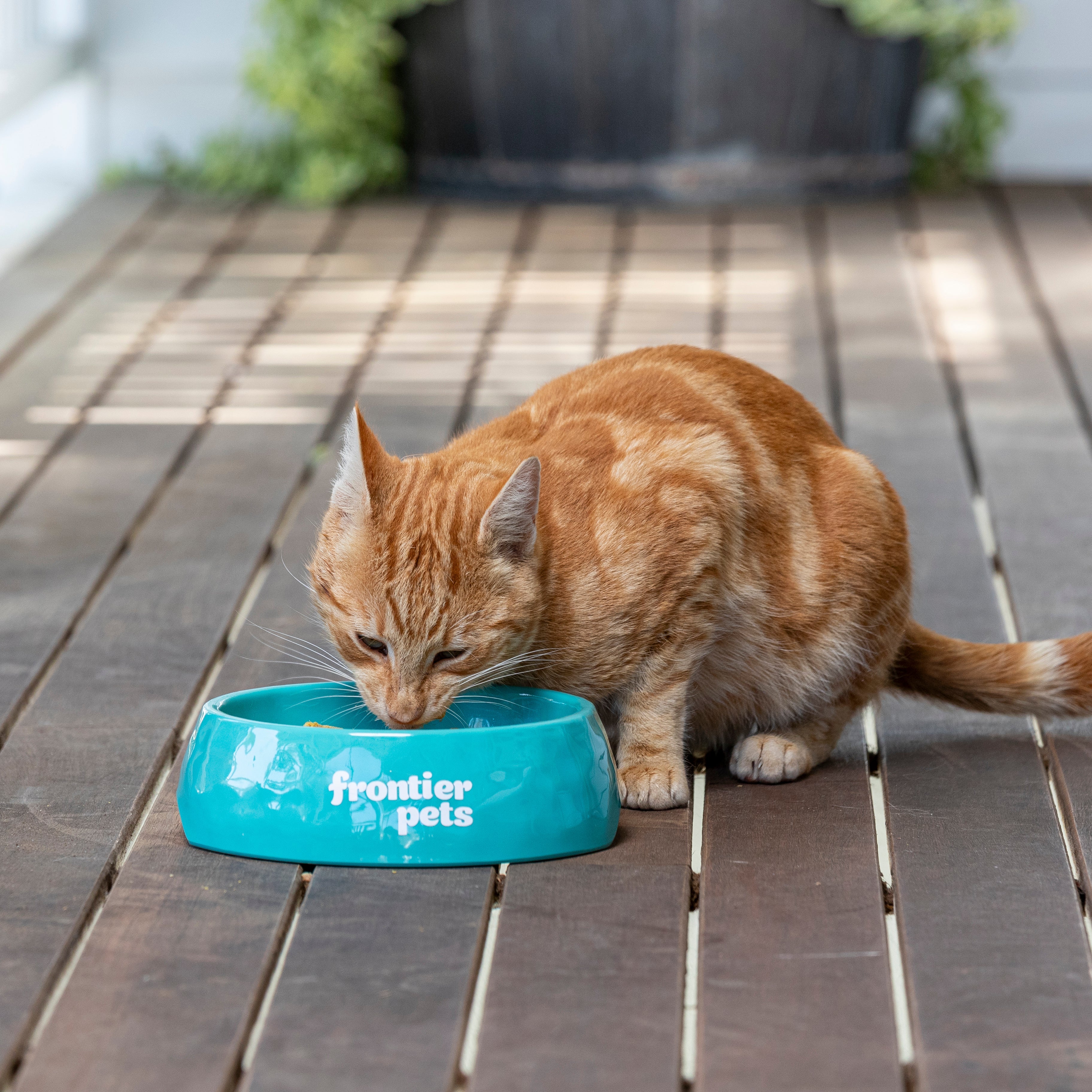 Raw Meat Cat Food: The Ultimate Guide to a Raw Meat-Based Diet for Cats