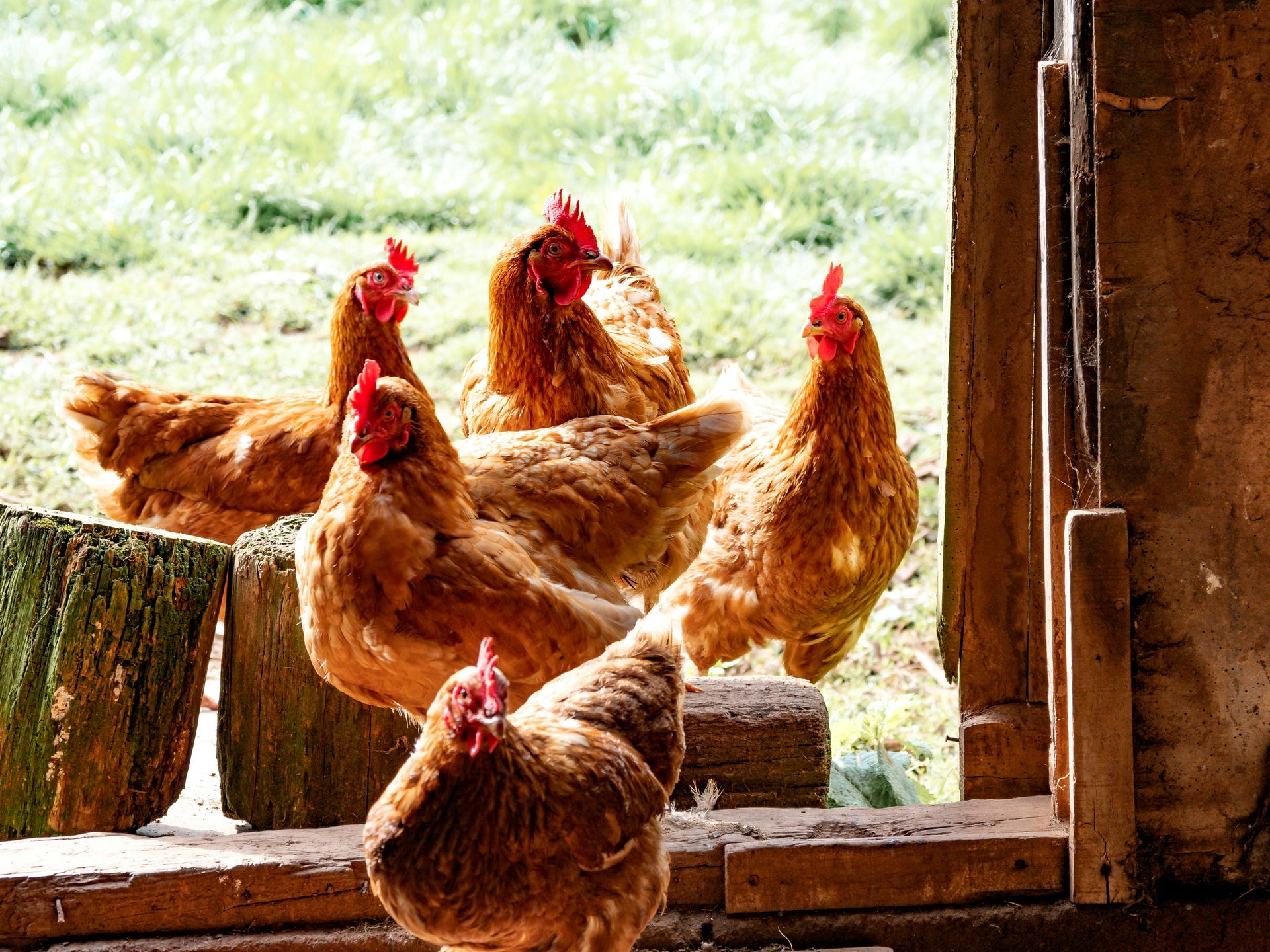 Why free-range eggs are healthier than caged.