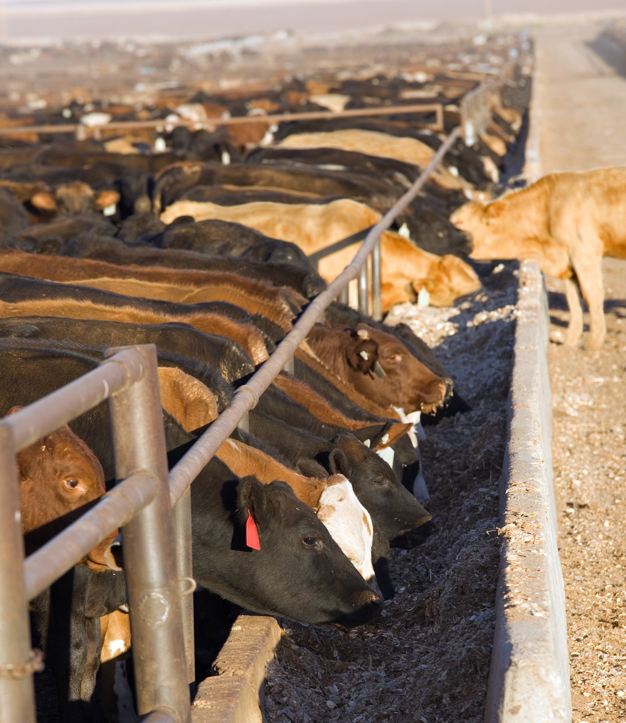 BREAKING FREE - The future of food and farming