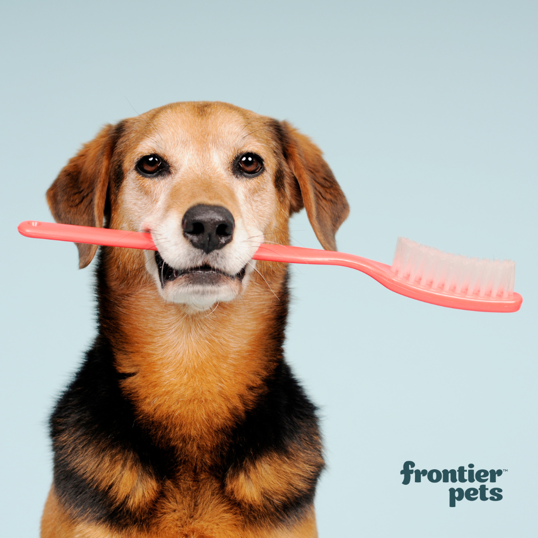 7 Easy Expert Tips for Keeping Your Dog’s Teeth and Gums Healthy