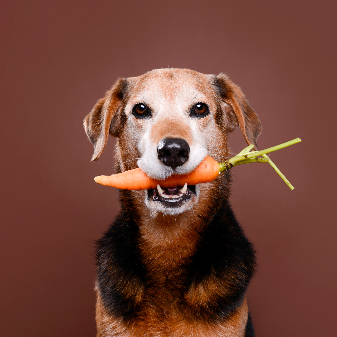 Finding the Best Raw Food for Your Dog: A Guide for Australian Pet Owners