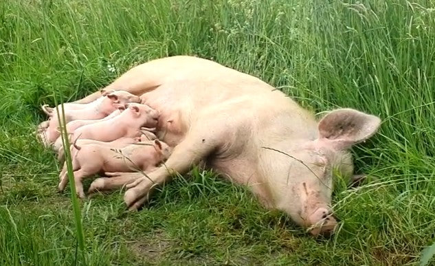Mother Pig escapes the farm to deliver her piglets in the woods.