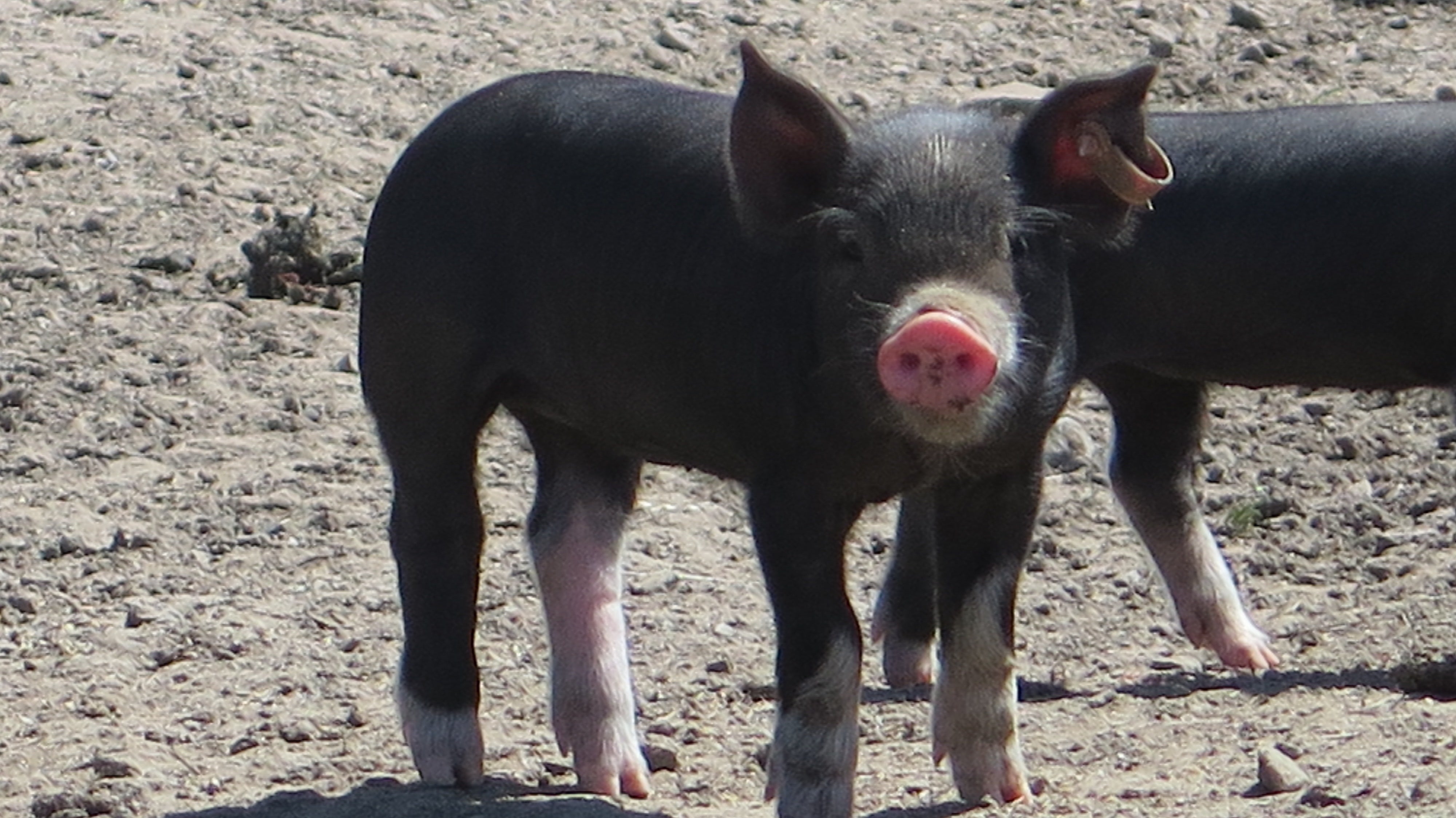 Not all animals are created equal