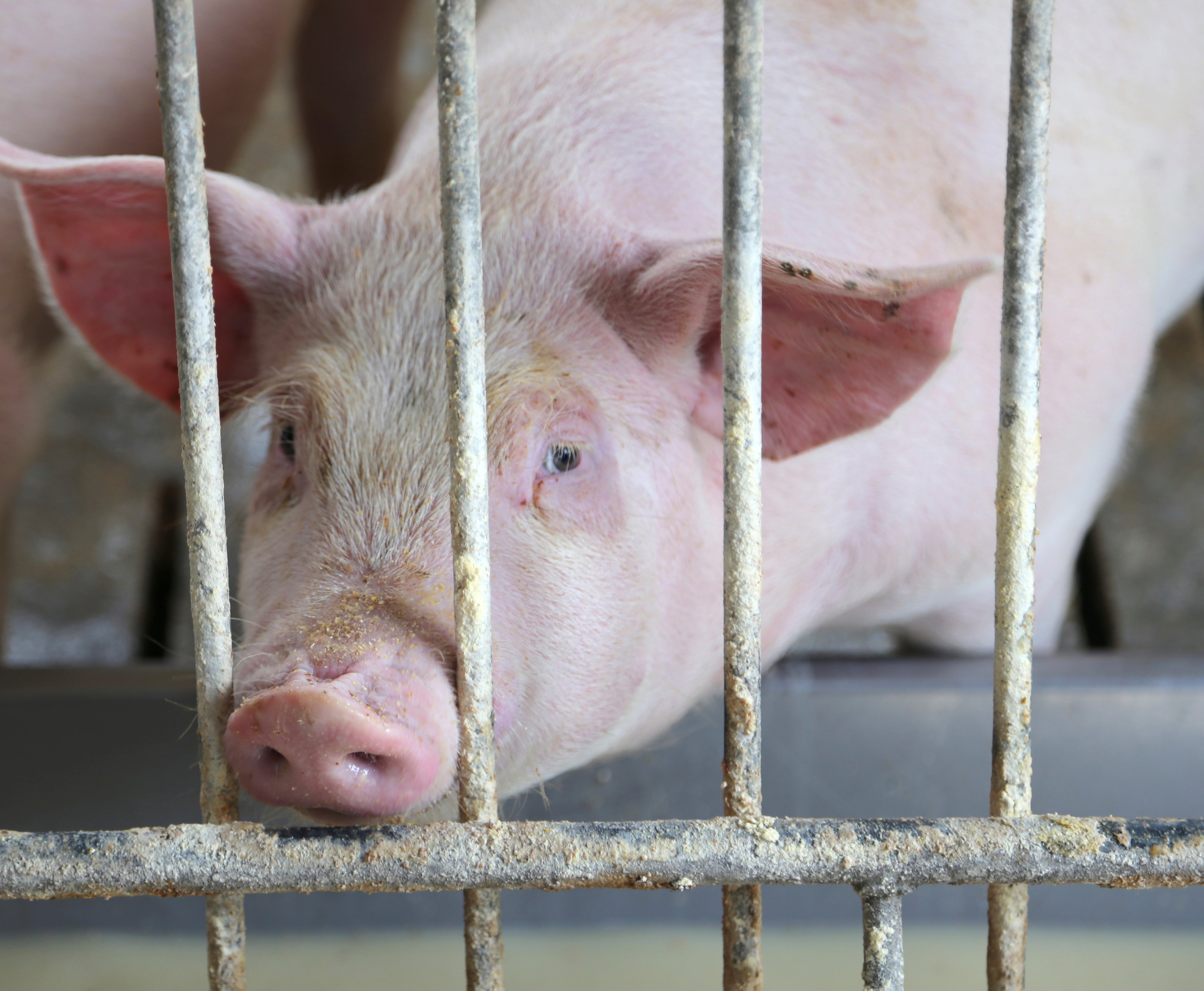 What really happens on Factory Farms?