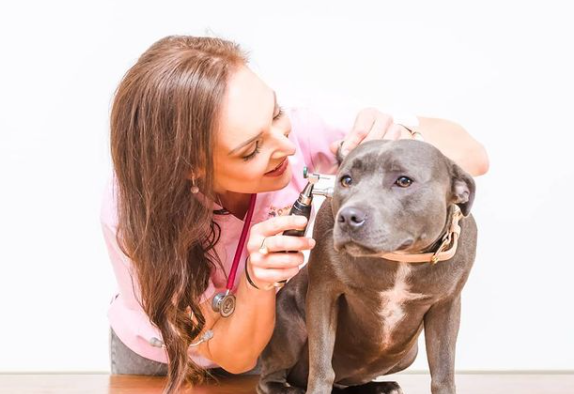 Dr Lu Fenny takes a holistic approach to pet wellness.