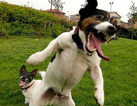 Diet Tips to improve your dogs mood