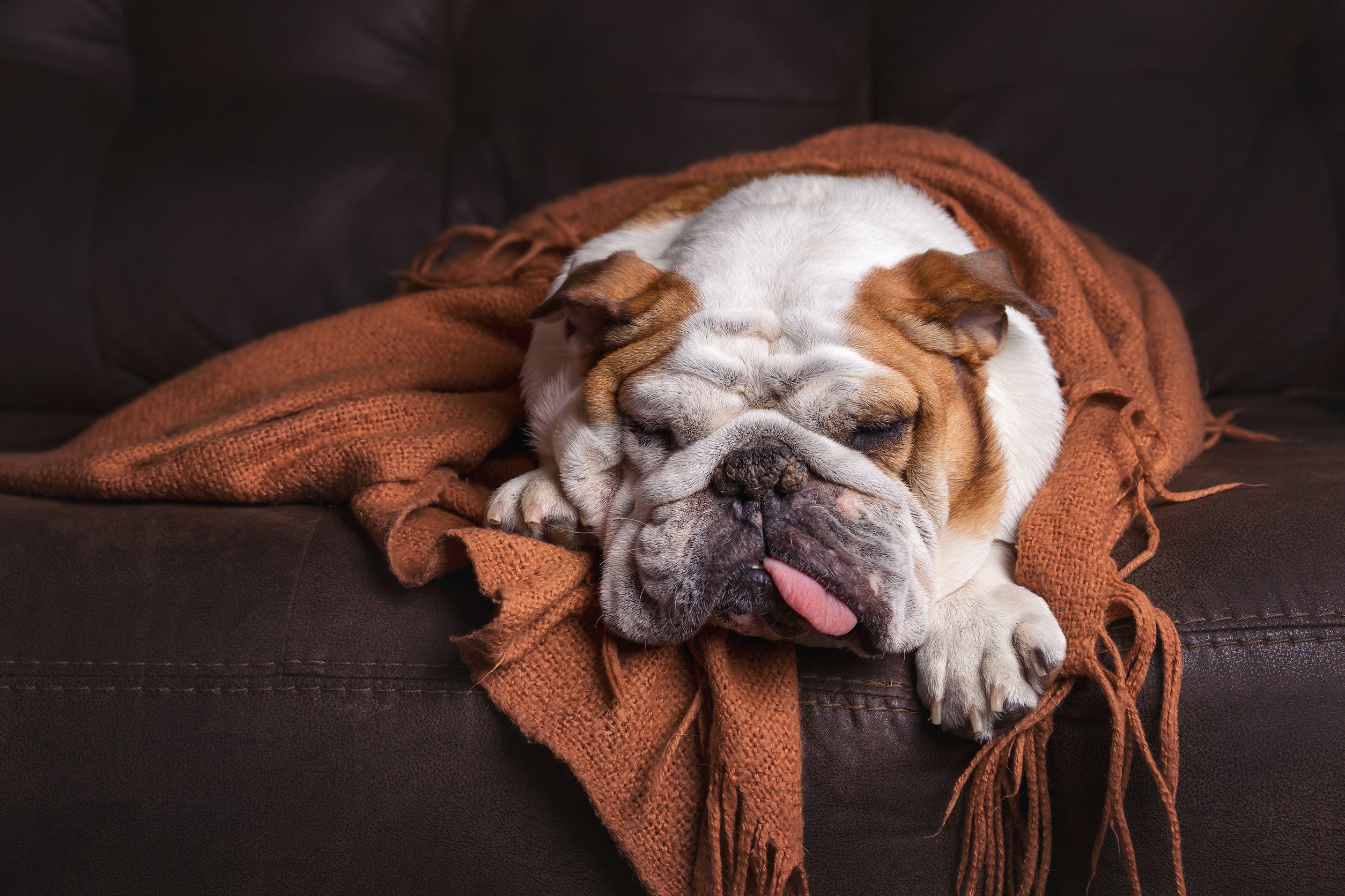 Does your dog have Pancreatitis?