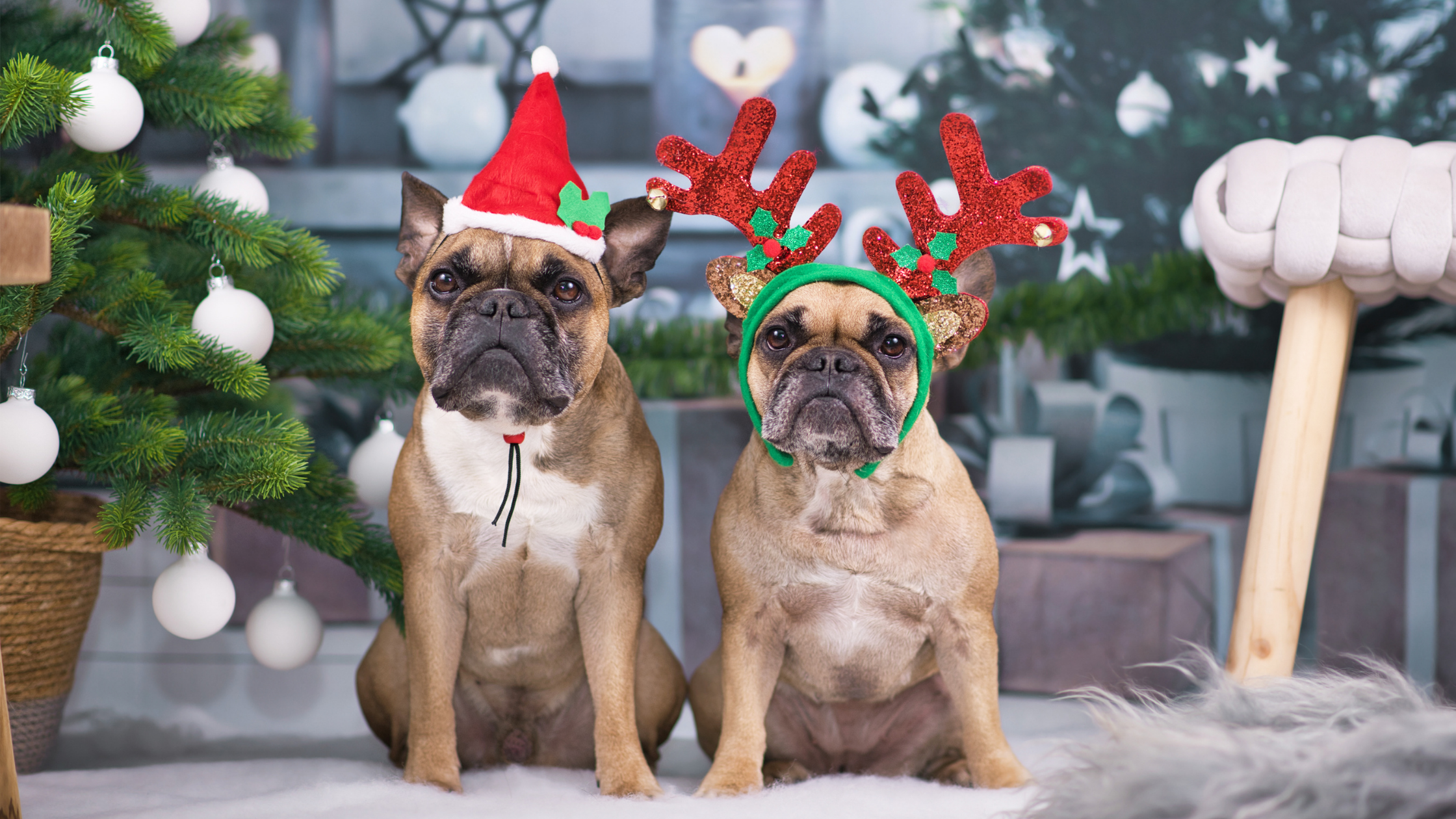 How to avoid a sick dog at Christmas!
