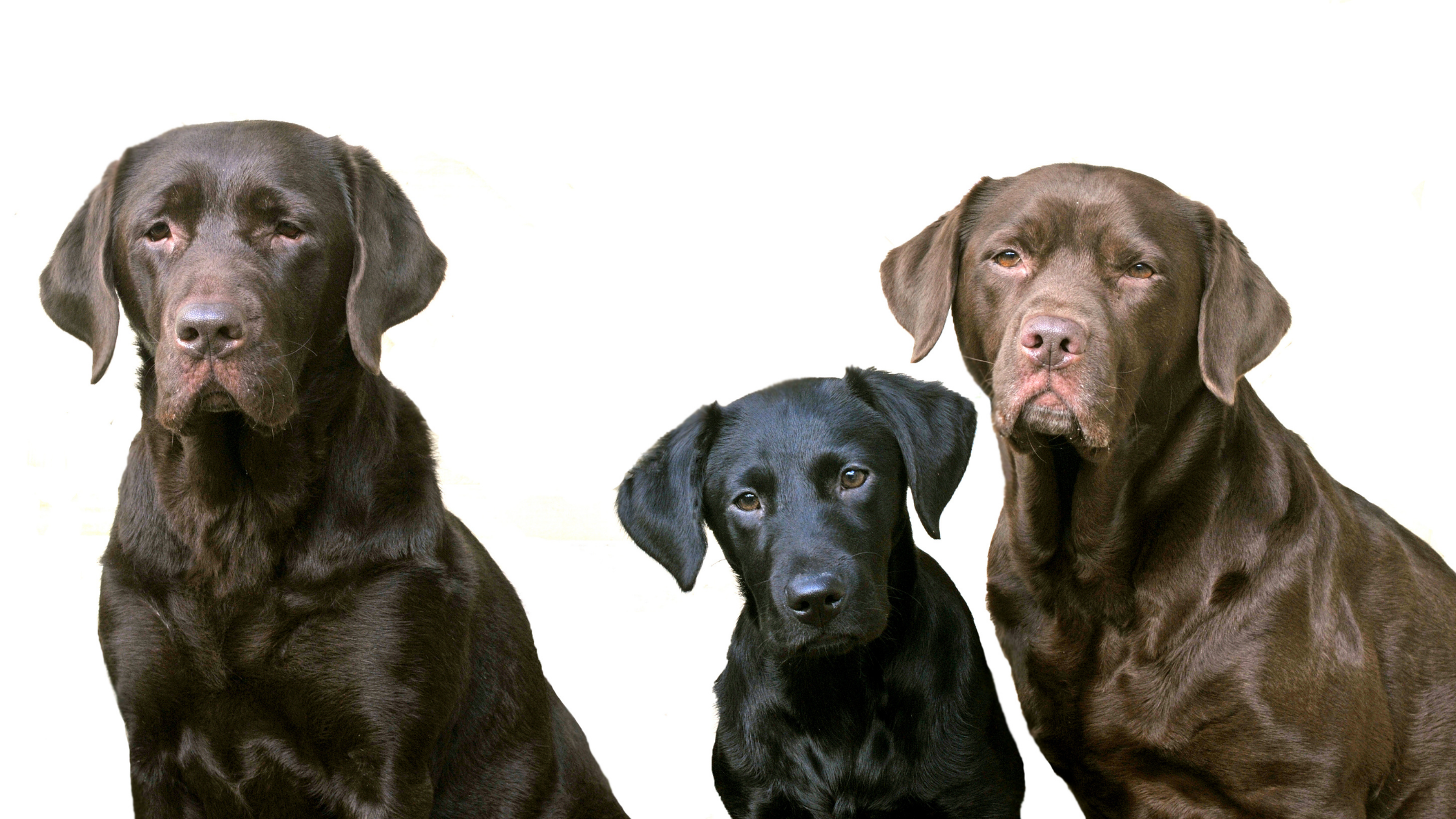 Most popular family dogs of 2022