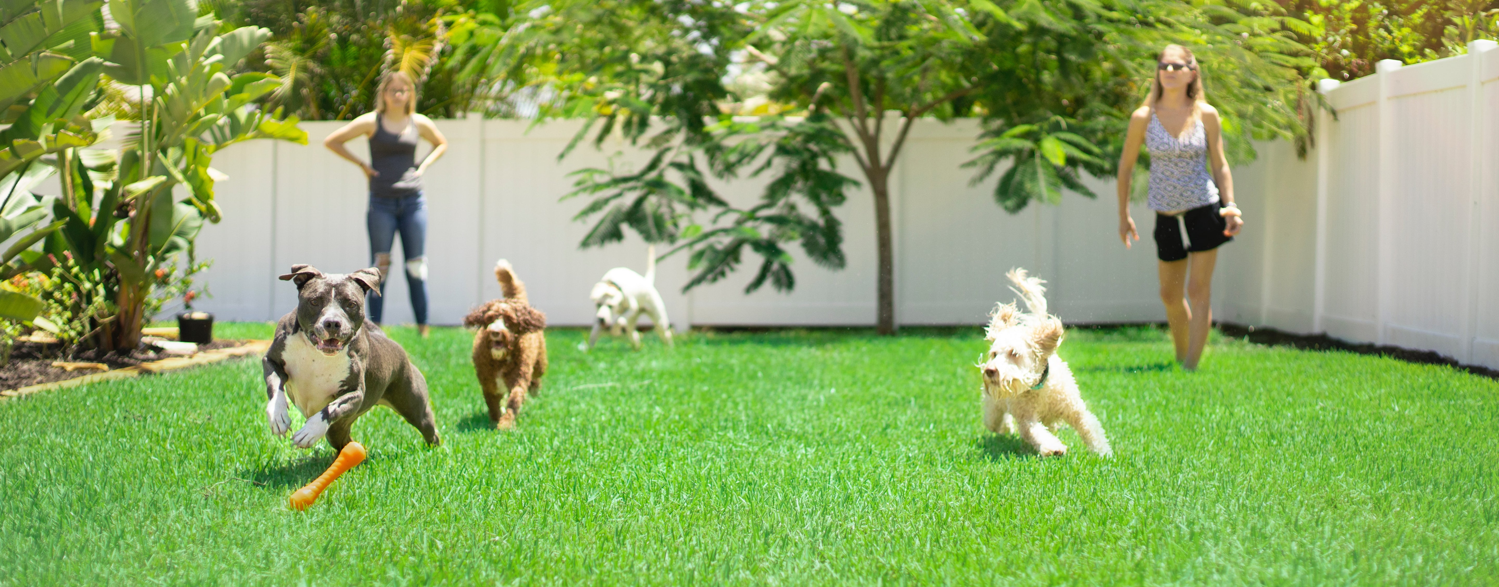 Entertain your dog with Crumble!