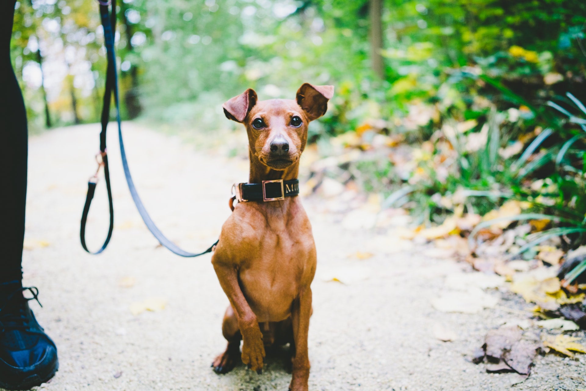 best dog food, puppy food, organic dog food, australian made pet food, free range pet food