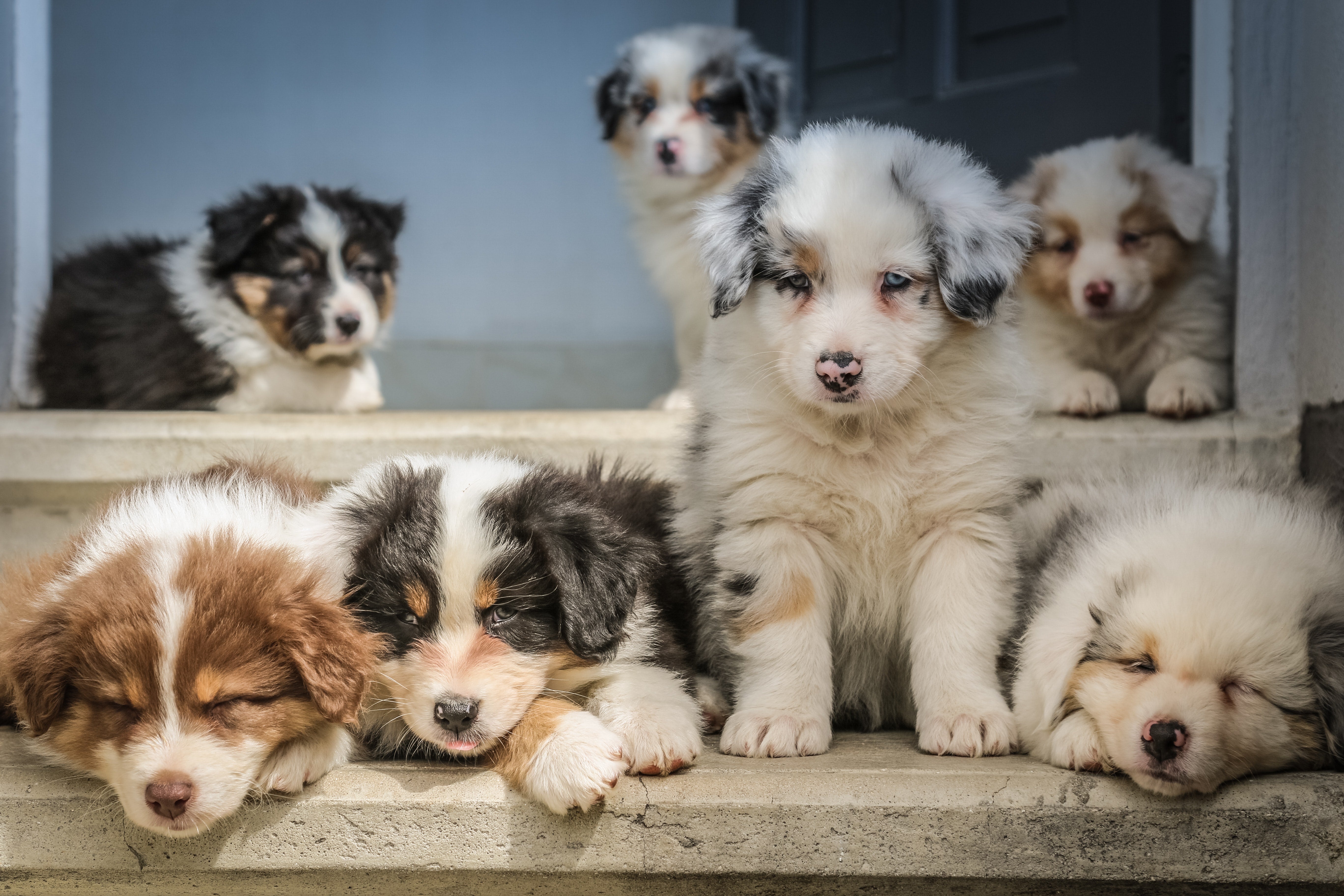 What Type of Dog Food Is Best for Puppies?