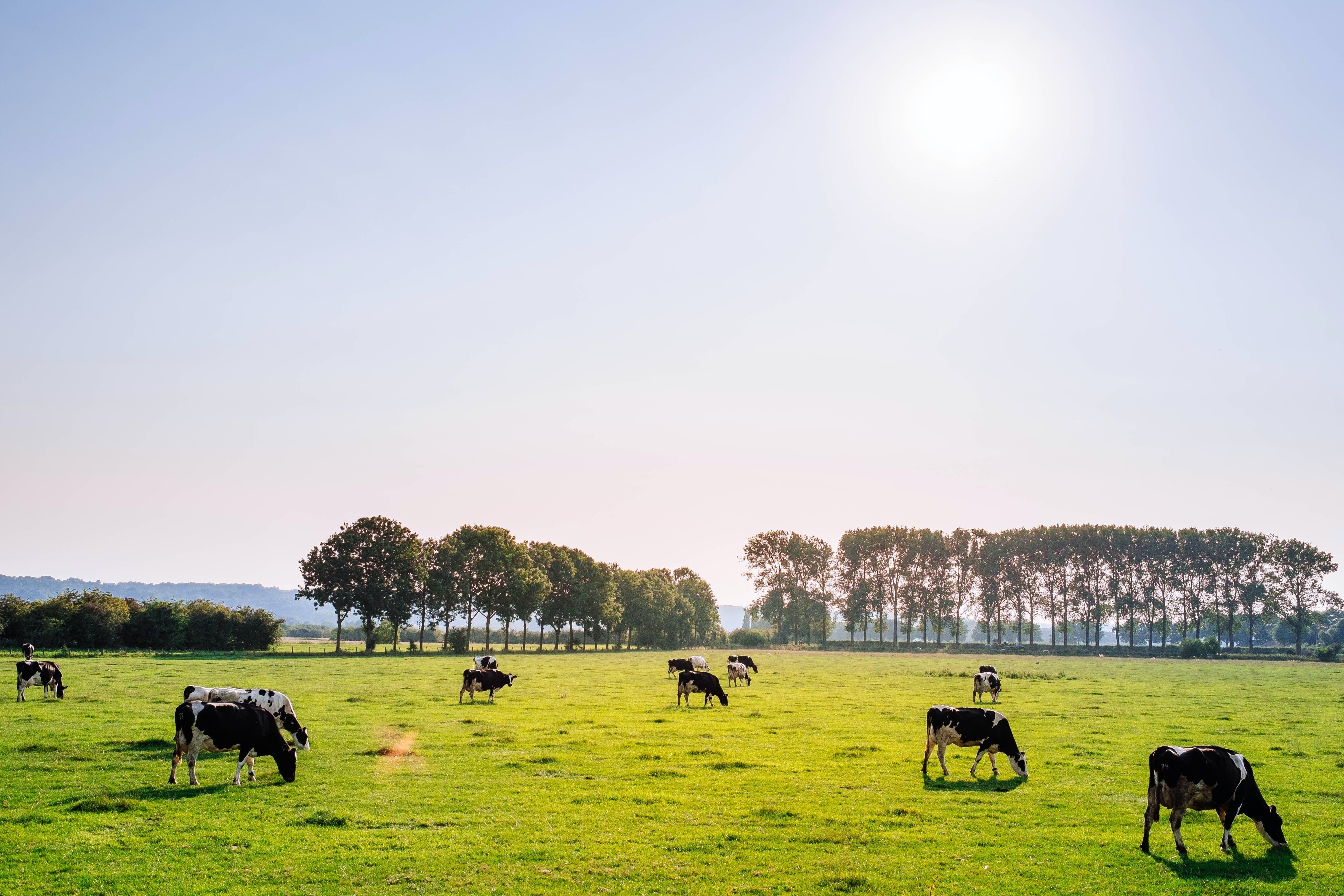 Australian Ethical Farmers Free Range Dog Food