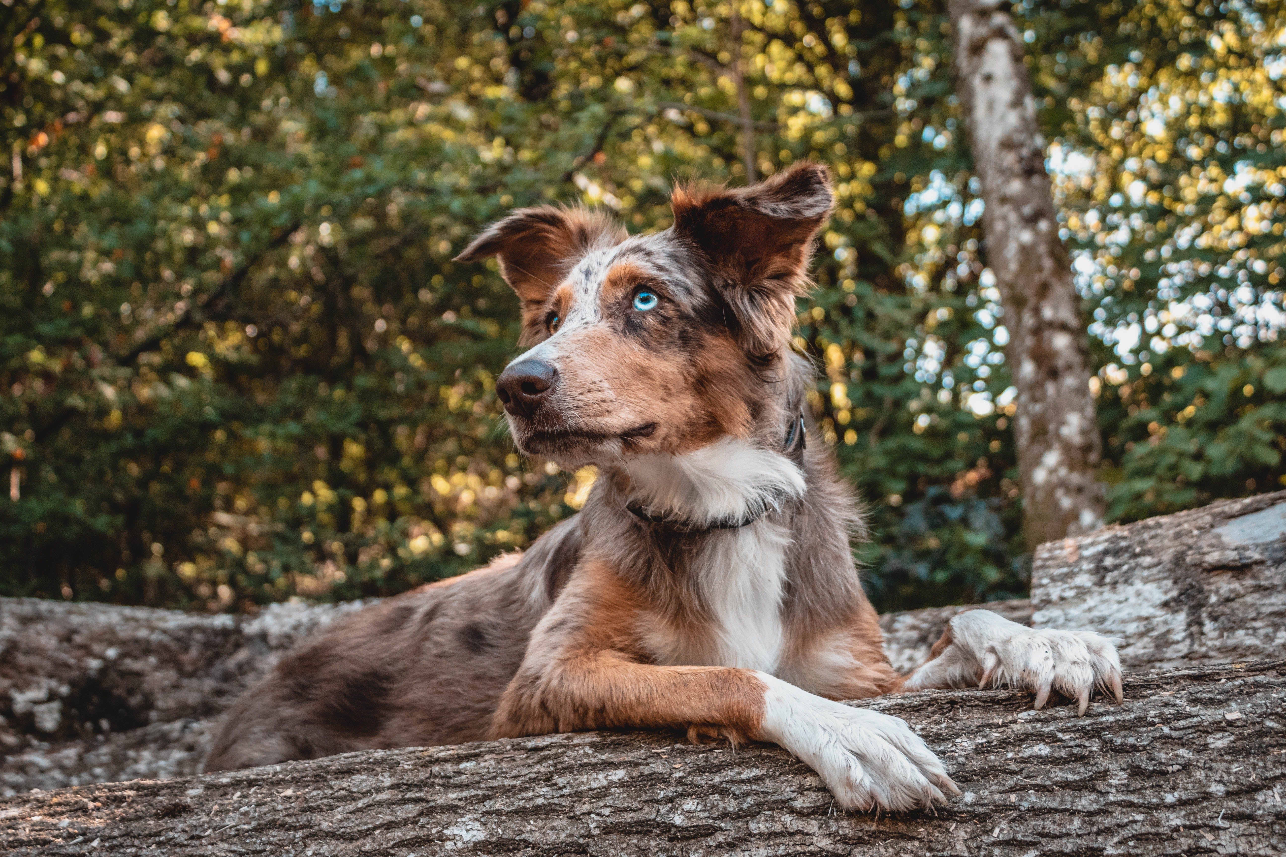 Is the best puppy food, raw dog food?