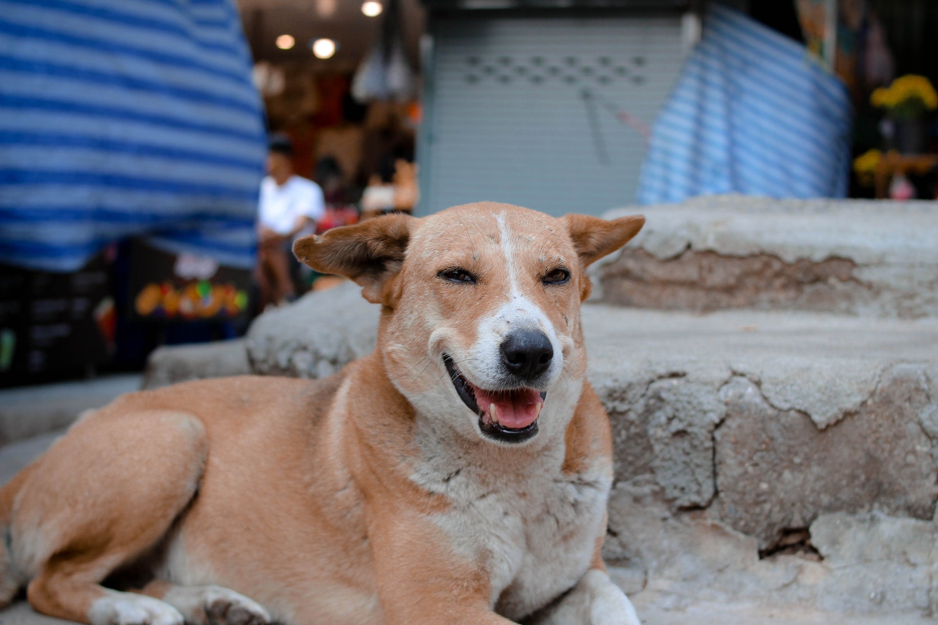 Understanding and Managing Kidney Disease in Dogs