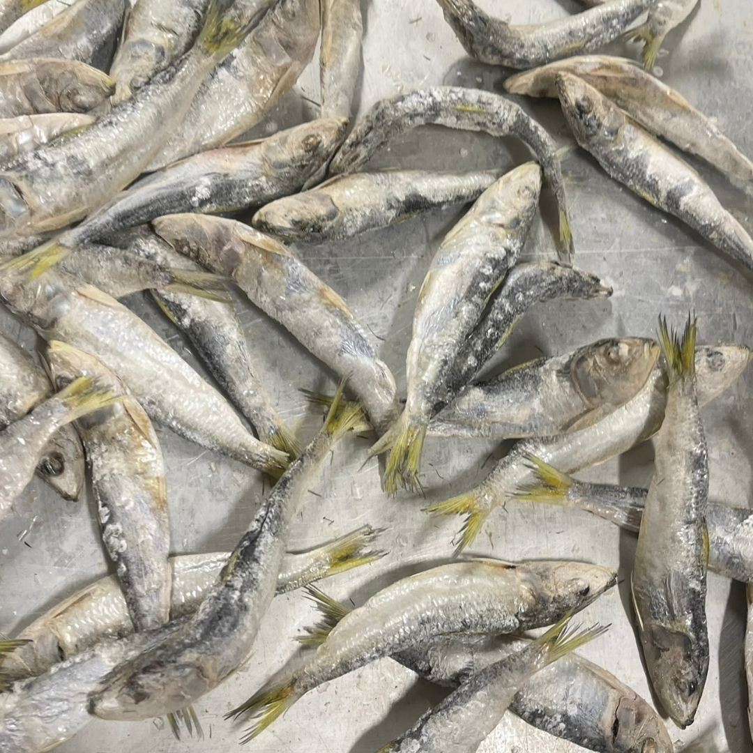 Wild-Caught Whole Bait Fish | Raw Freeze-Dried Wholefood Treats 50g