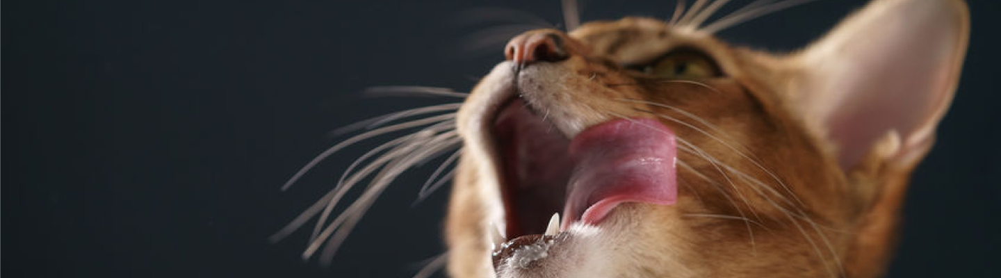 orange cat licking lips