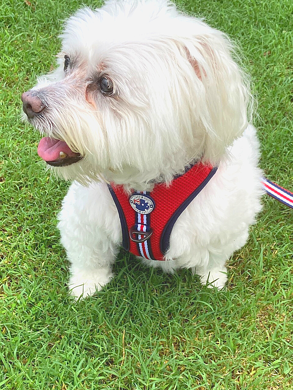 Best harness 2024 for maltese