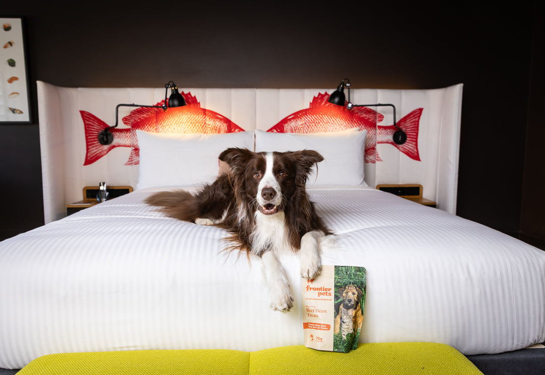 Frontier Pets - Competition to Win an Overnight Stay at Ovolo