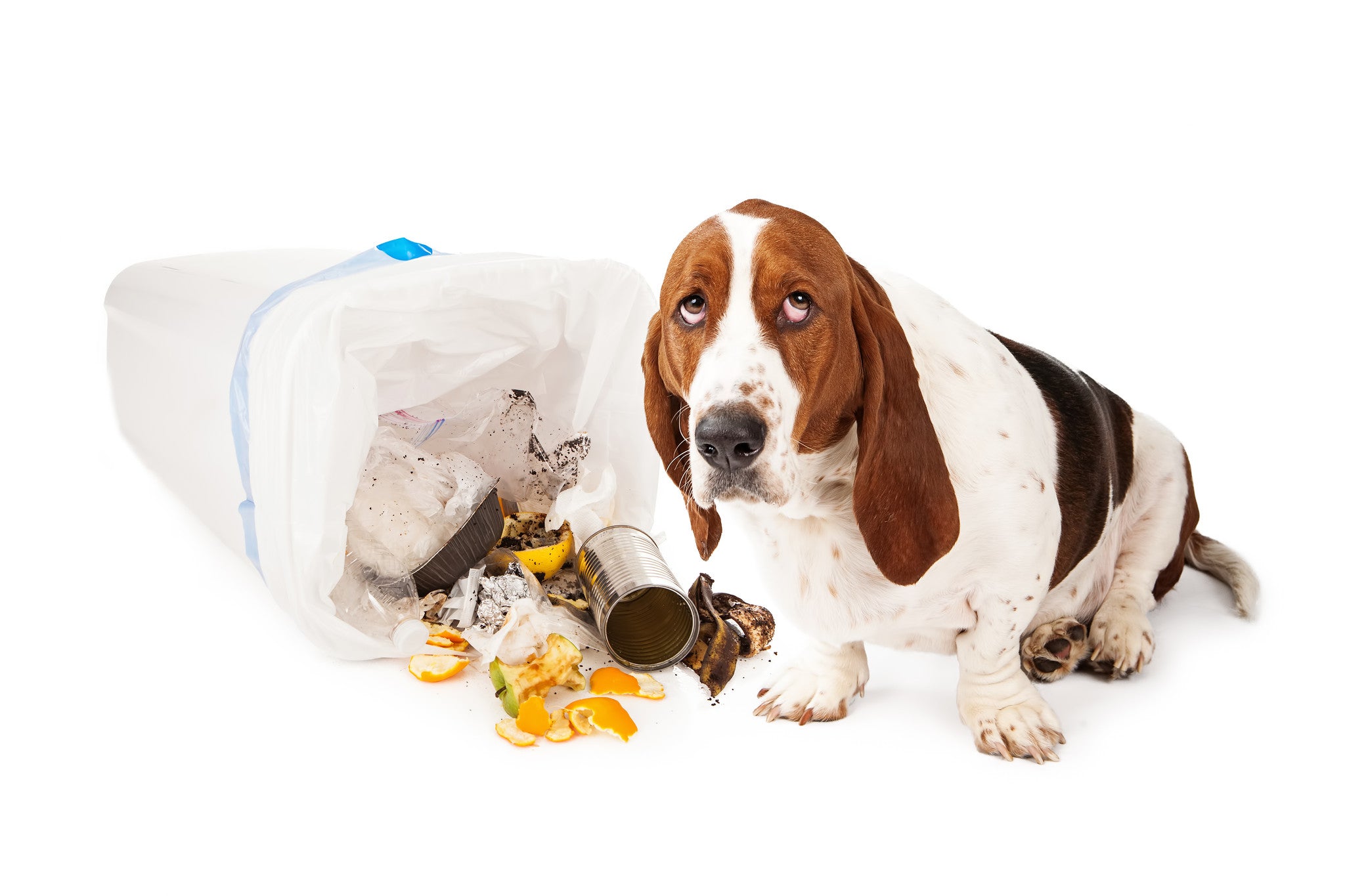 Sad dog looking at a bag of overturned rubbish