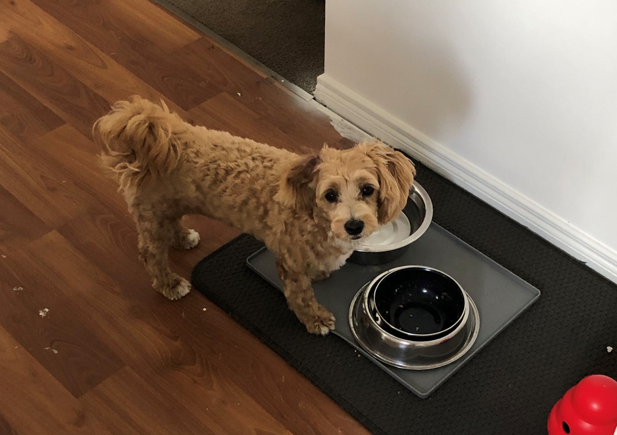 Beau's Journey: How a Fussy Moodle Found His Perfect Meal with Frontier Pets