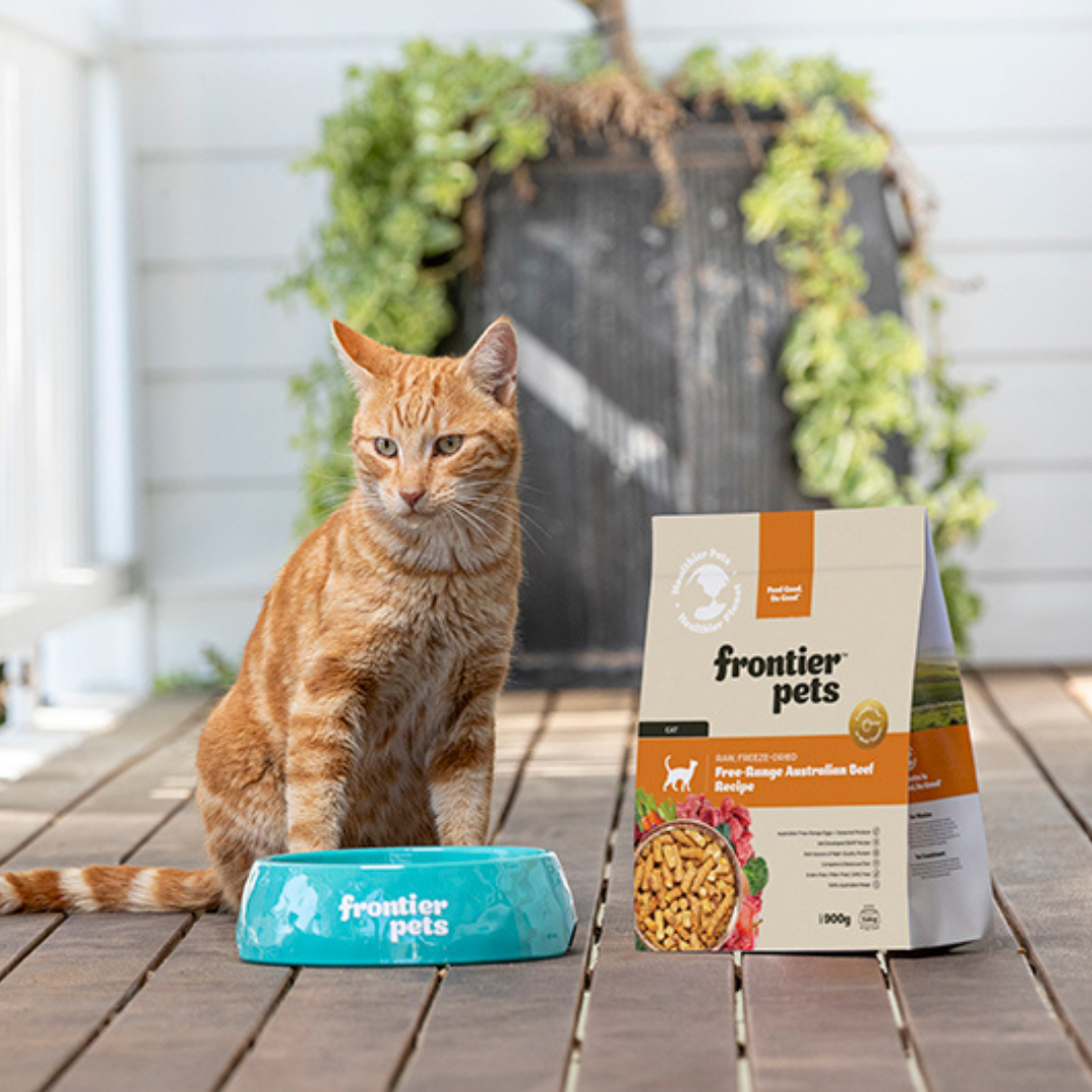 Can Freeze-Dried Raw Cat Food Go Bad?