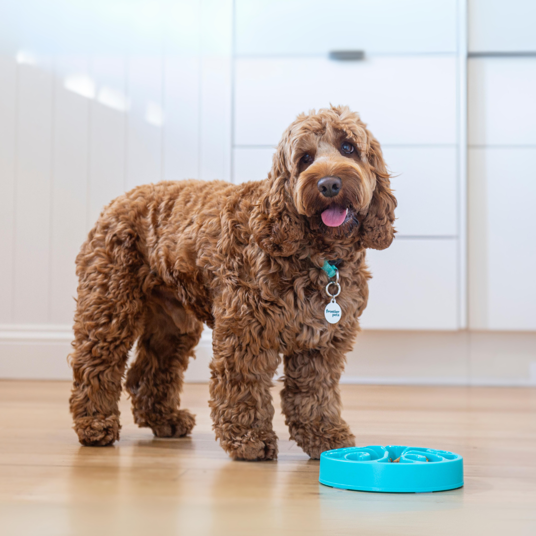 Raw Beef Dog Food: The Ultimate Guide to a Healthier Dog