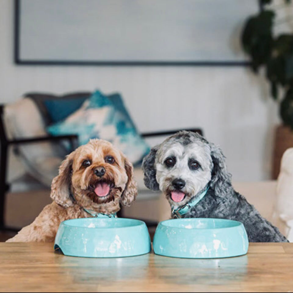 Best Low Maintenance Dog Breeds in Australia