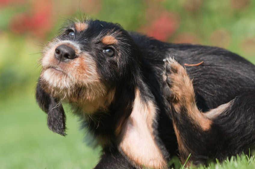 Is your dog constantly scratching?
