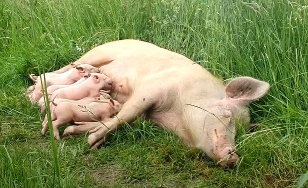 Mother Pig escapes the farm to deliver her piglets in the woods. 