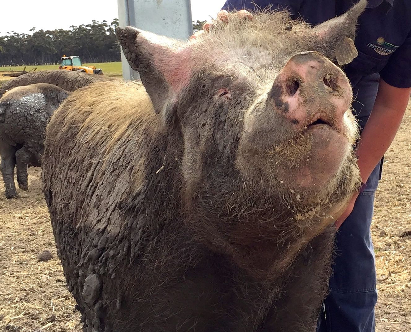 Happy Ethically Farmed pig covered in mud