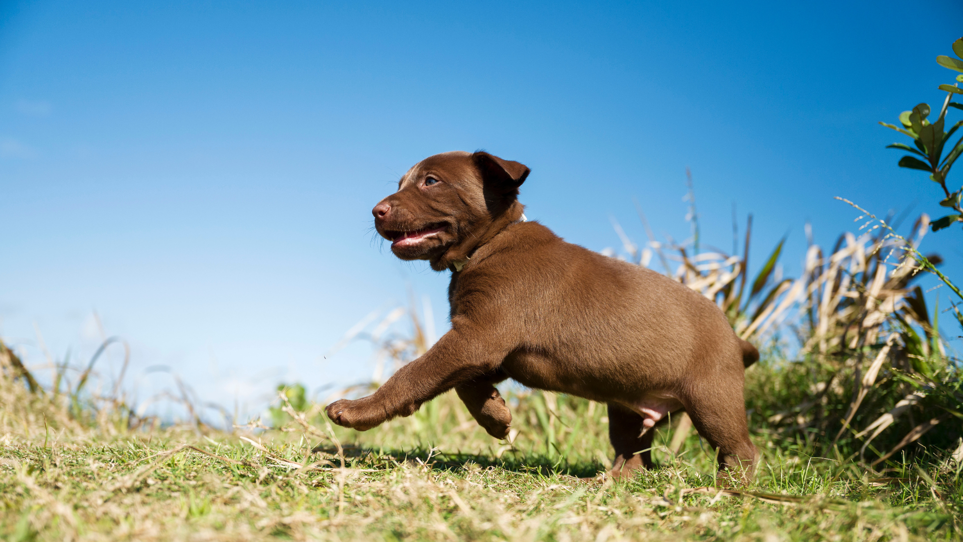 Raw Feeding Guide For Your Puppy: Puppy Raw Diet
