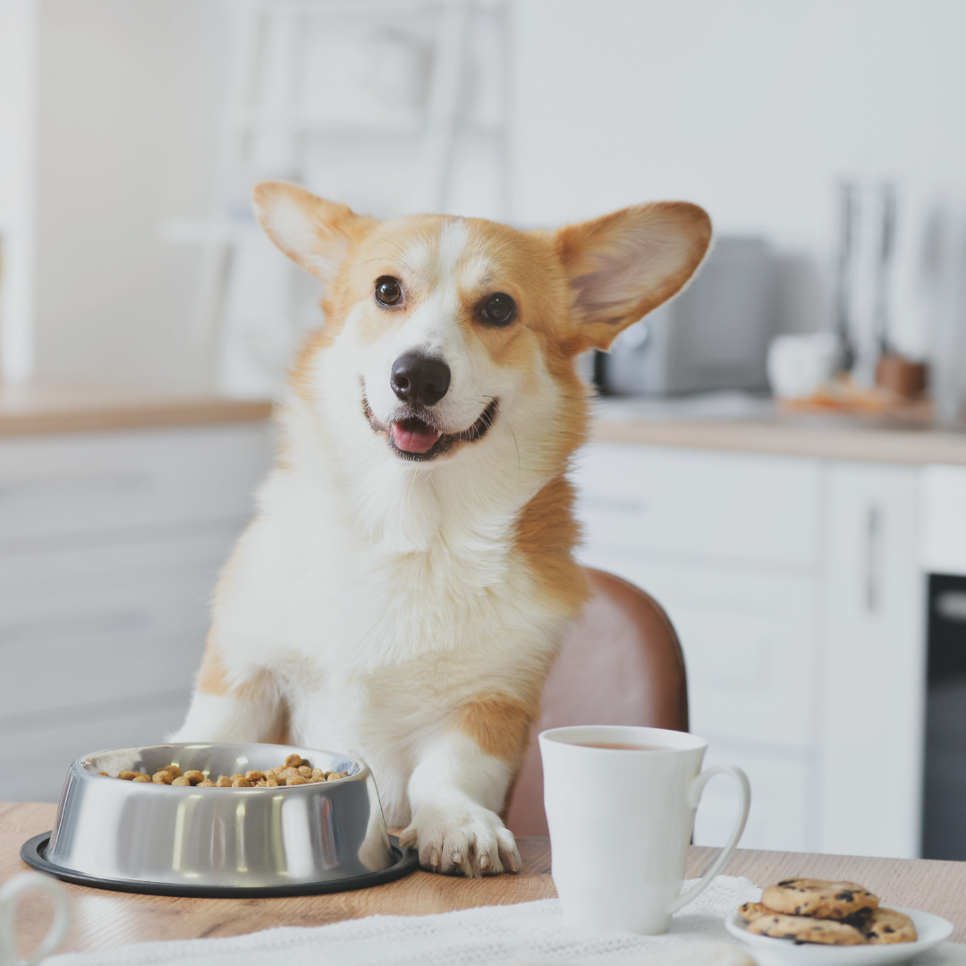 The Best Dog Food for Fussy Dogs