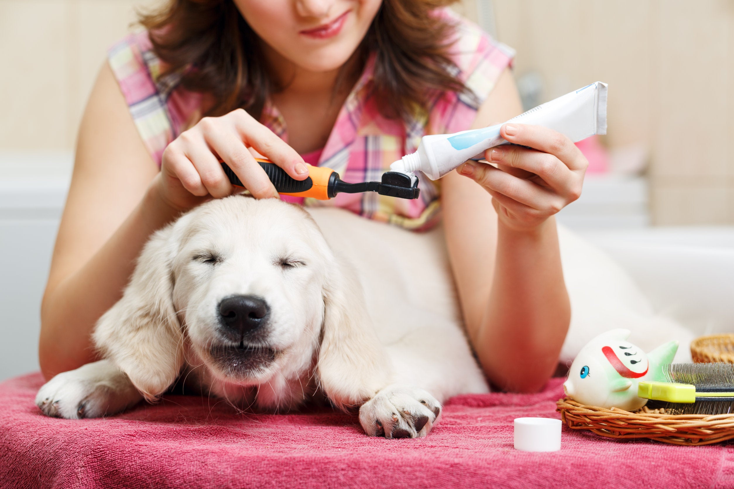 7 EASY Expert Tips For Keeping Your Dog’s Teeth And Gums Healthy