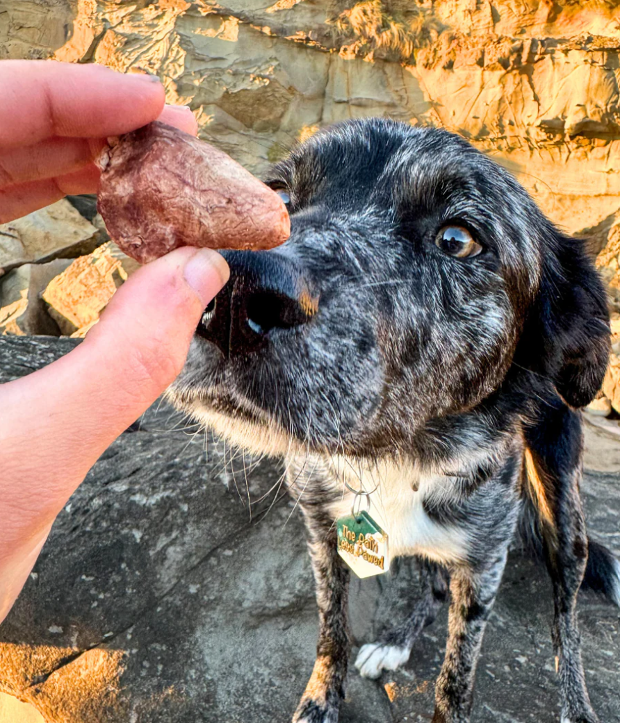 Healthy Treats for Your Pet: What to Do and What to Avoid