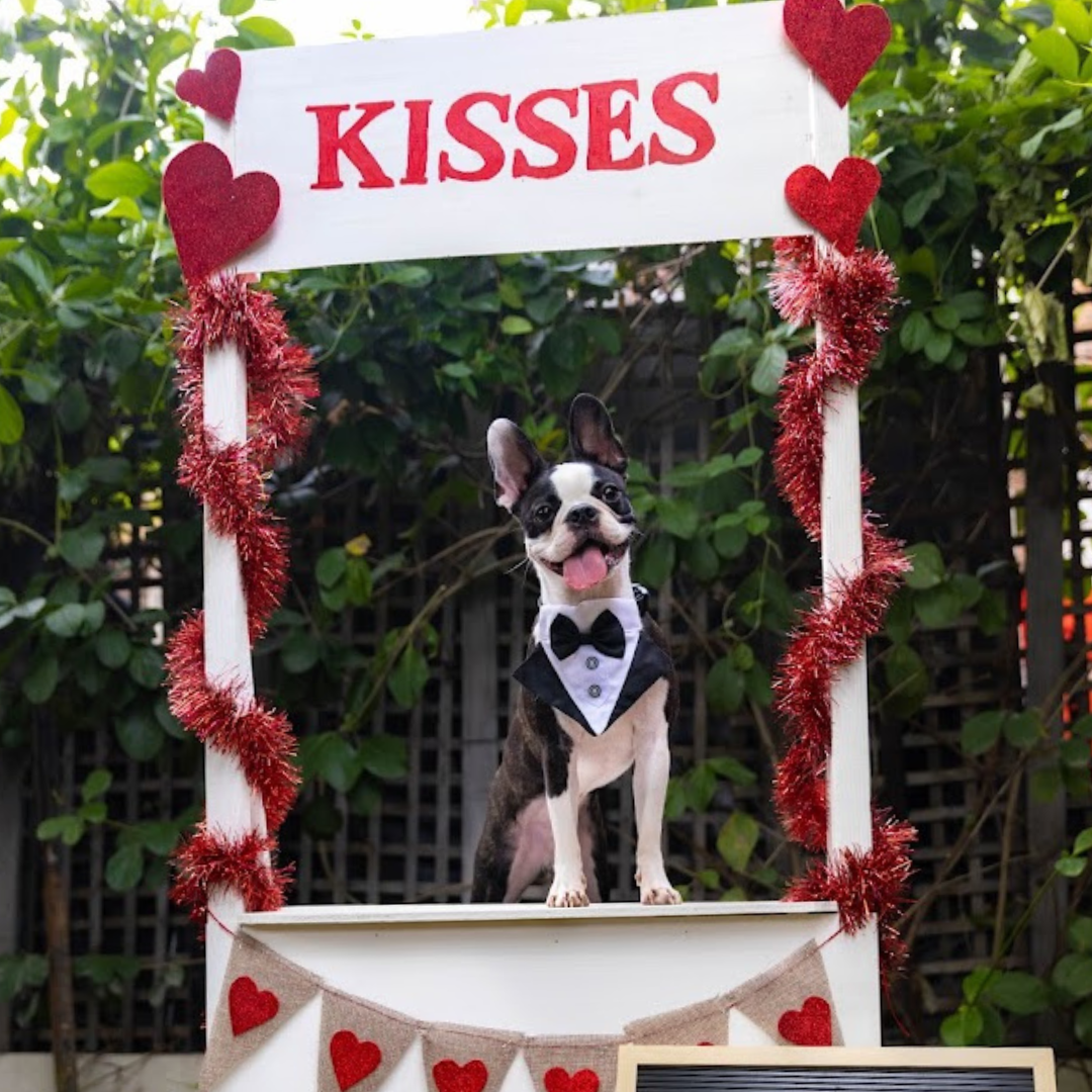 Valentine’s Day Ideas to Celebrate with Your Dog