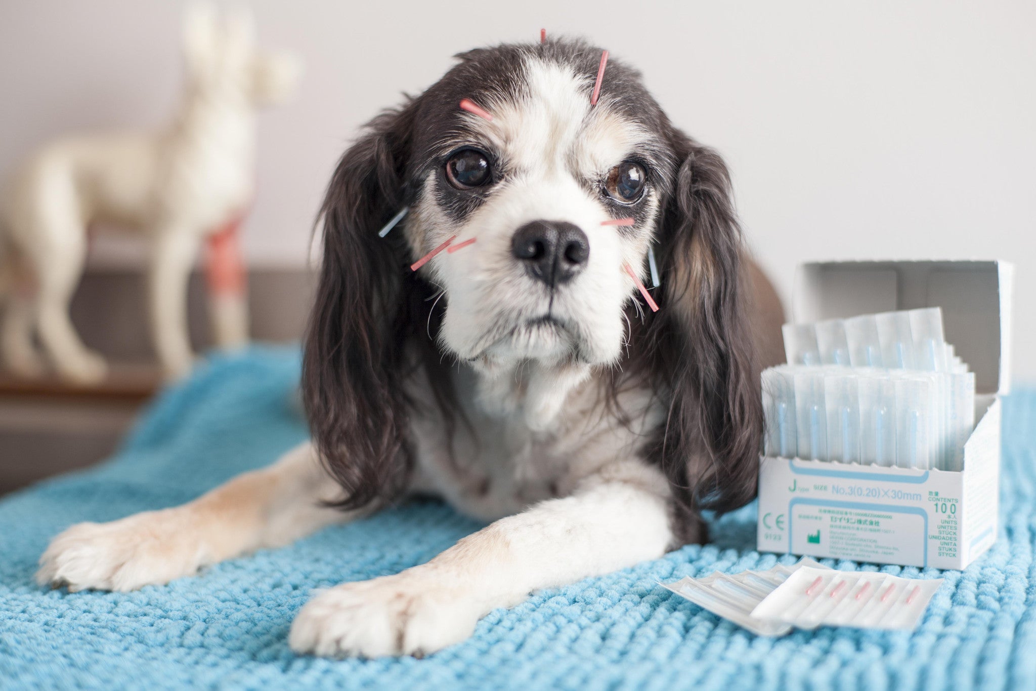 Dog with acupuncture needles in it's body