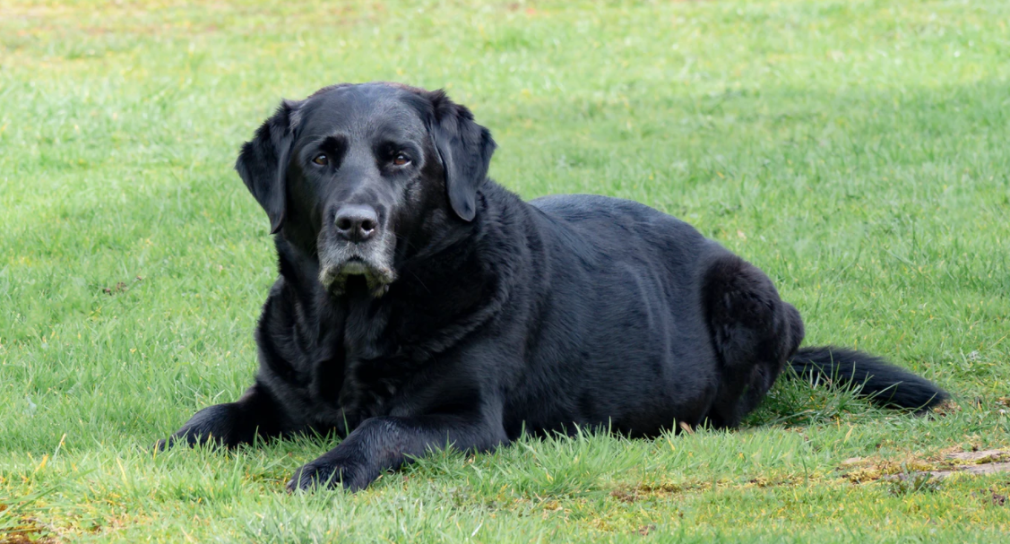 Senior Dogs | Common ailments, prevention and caring for your aging dog!