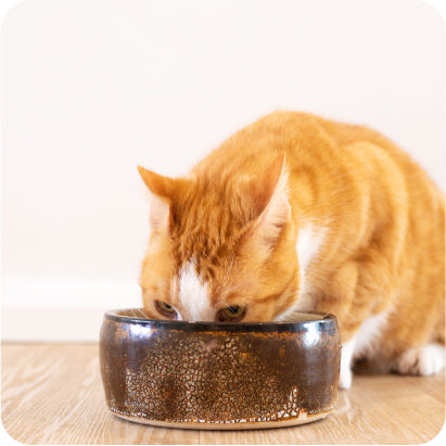 High Calorie Cat Food Frontier Pets